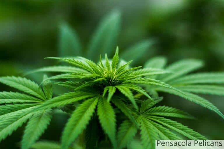 Los productos de CBD más consumidos en Francia