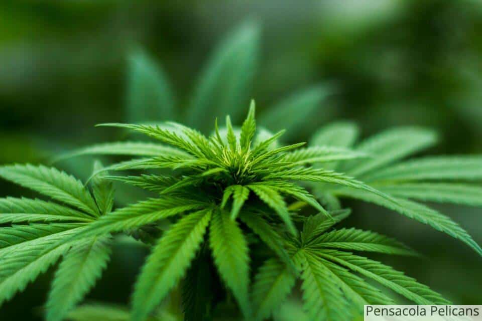 Los productos de CBD más consumidos en Francia