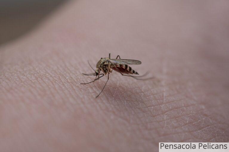 ¿Cómo elegir la mosquitera perfecta para cada habitación?