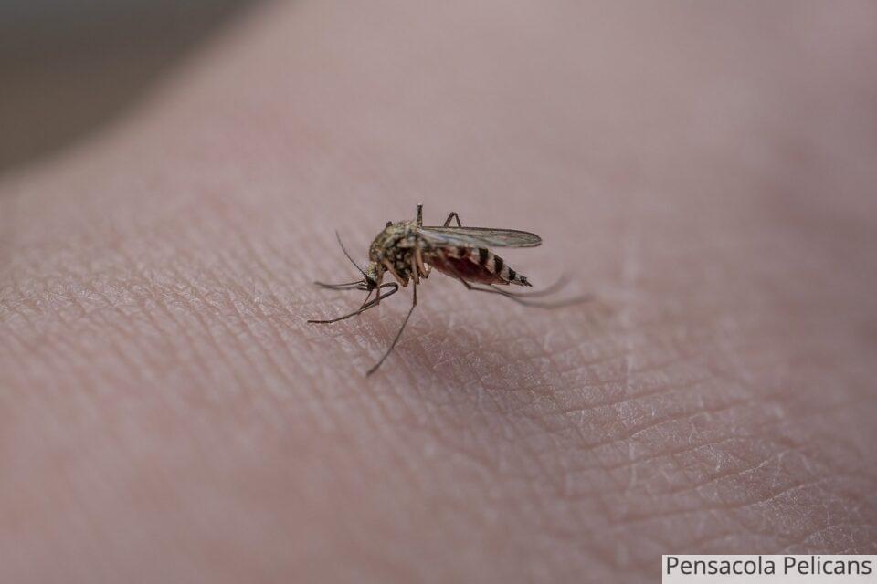 ¿Cómo elegir la mosquitera perfecta para cada habitación?